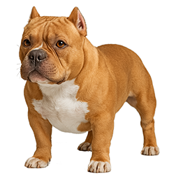 Pocket Bully Dog